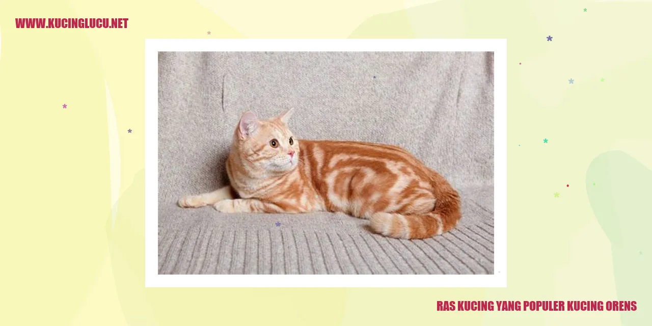 Ras Kucing yang Populer kucing orens