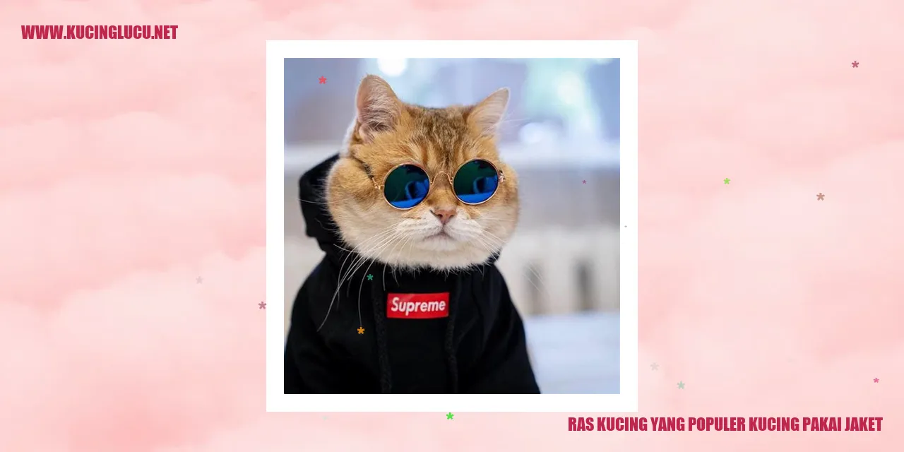 Foto kucing dengan jaket