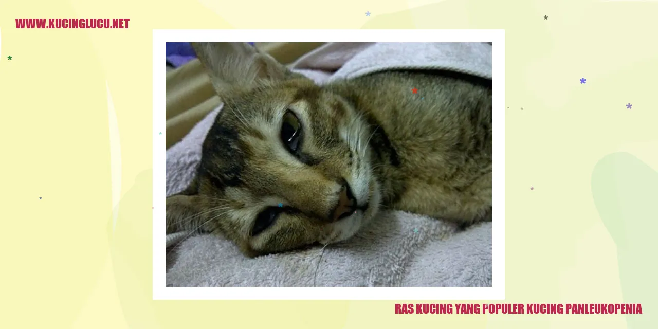 Ras Kucing yang Populer kucing panleukopenia