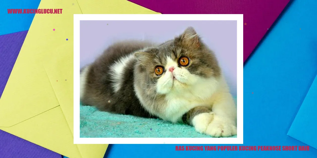 Foto Menawan Kucing Peaknose Short Hair