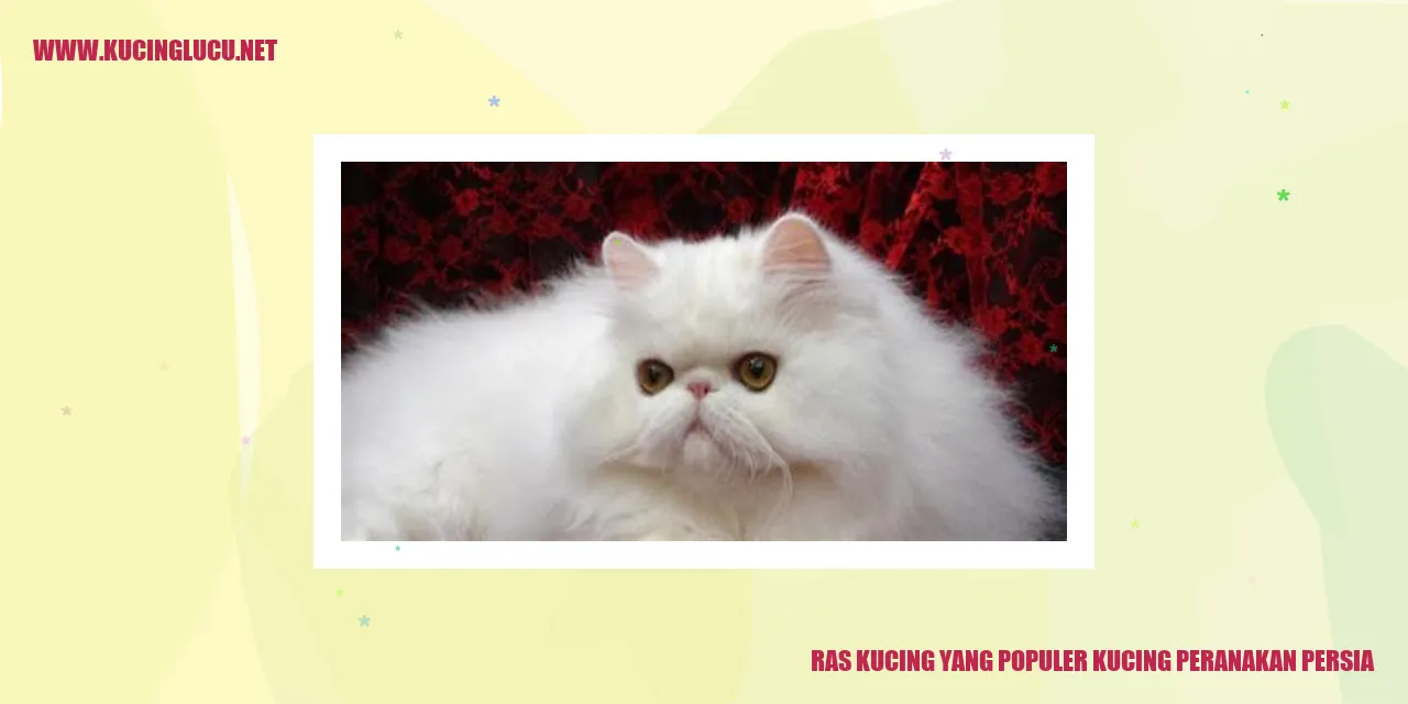 Kucing Campuran Persia