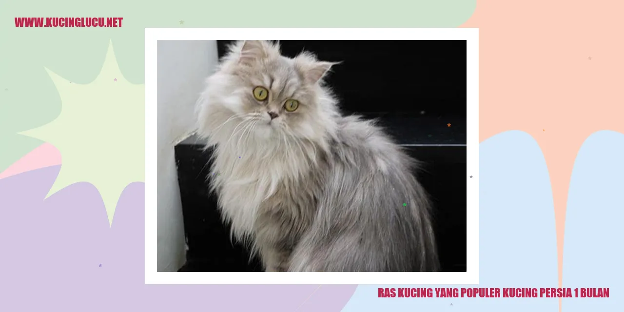 Ras Kucing yang Populer: Kucing Persia 1 Bulan