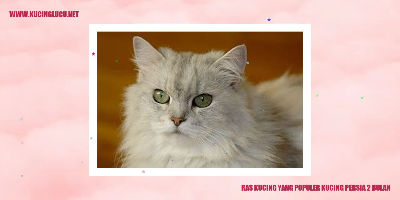 Ras Kucing Persia