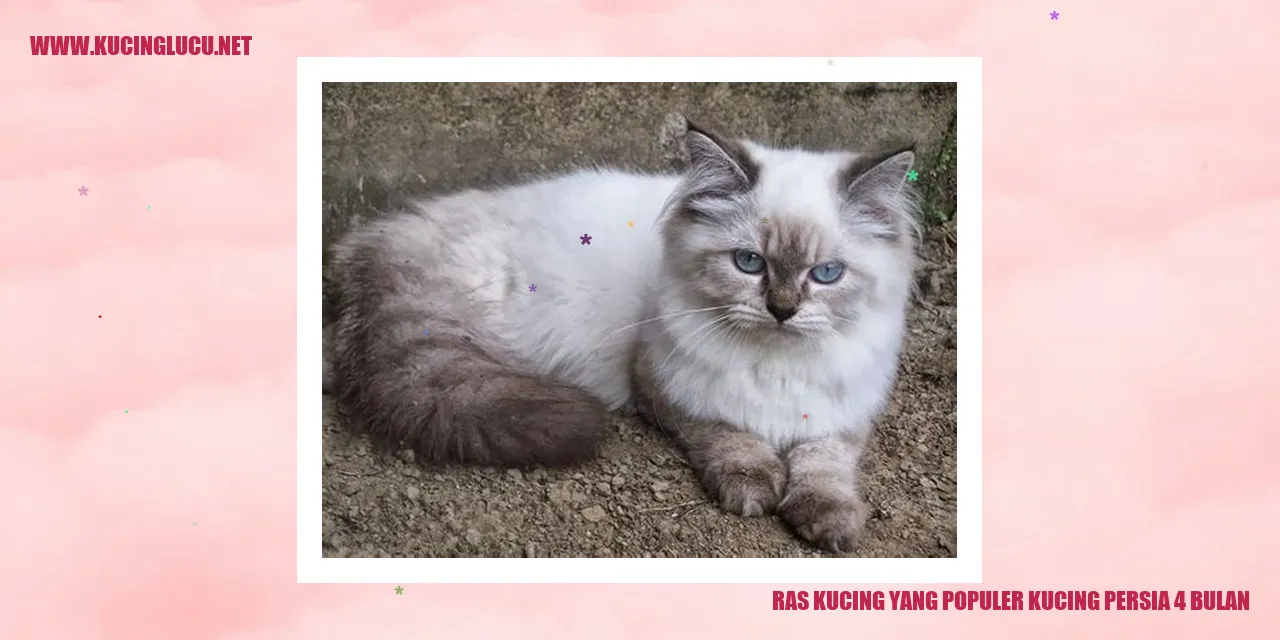 Kucing Persia 4 Bulan