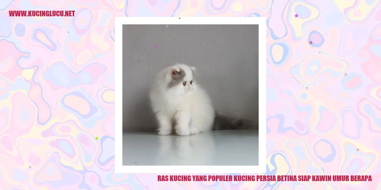 Kucing Persia