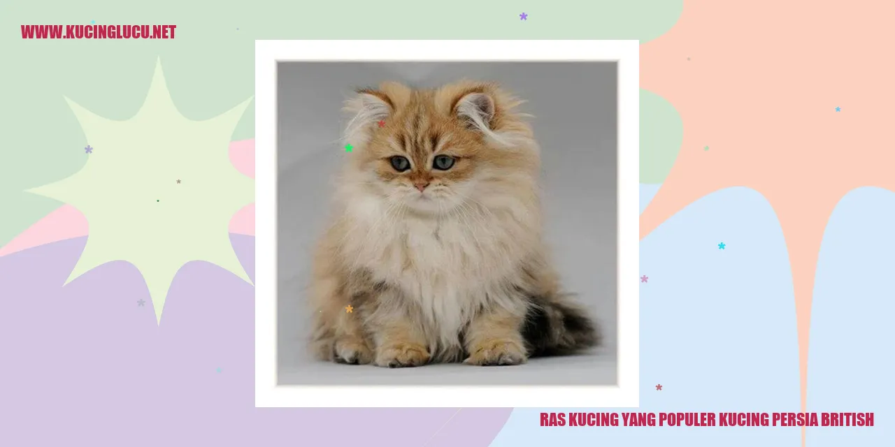 Kucing Persia British