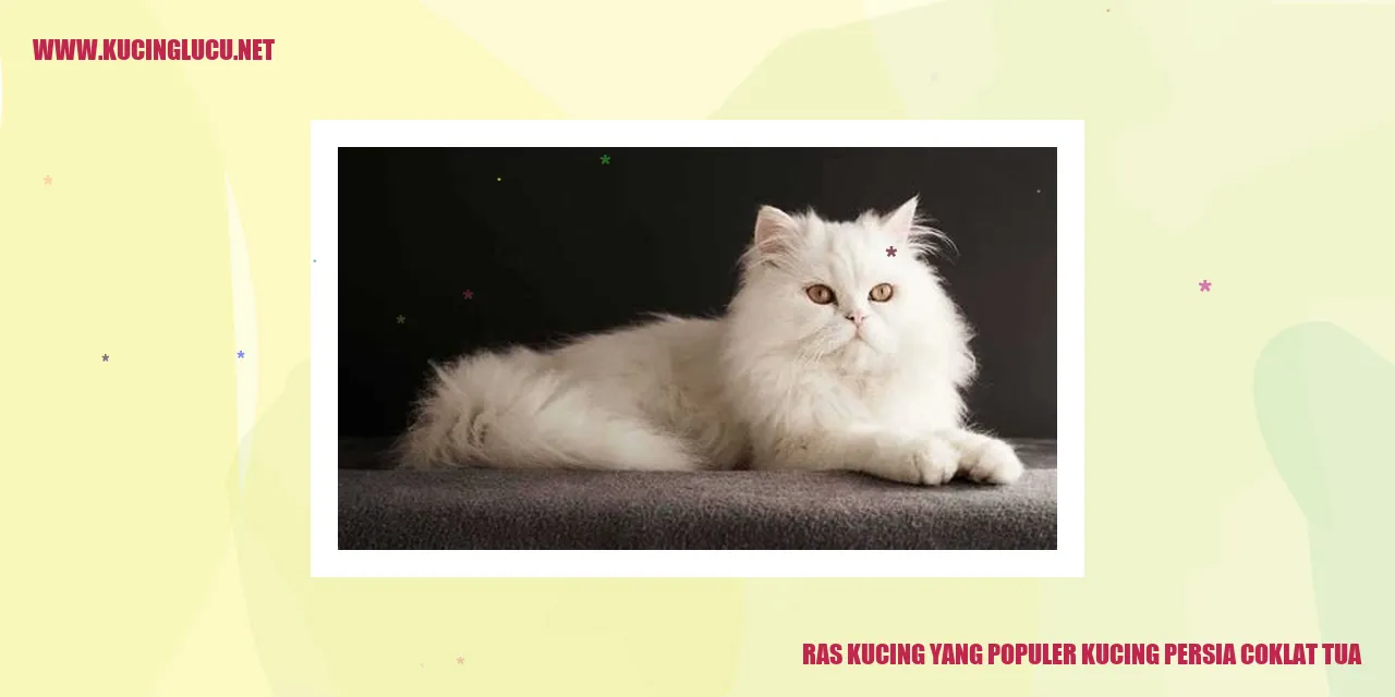 Kucing Persia Coklat Tua