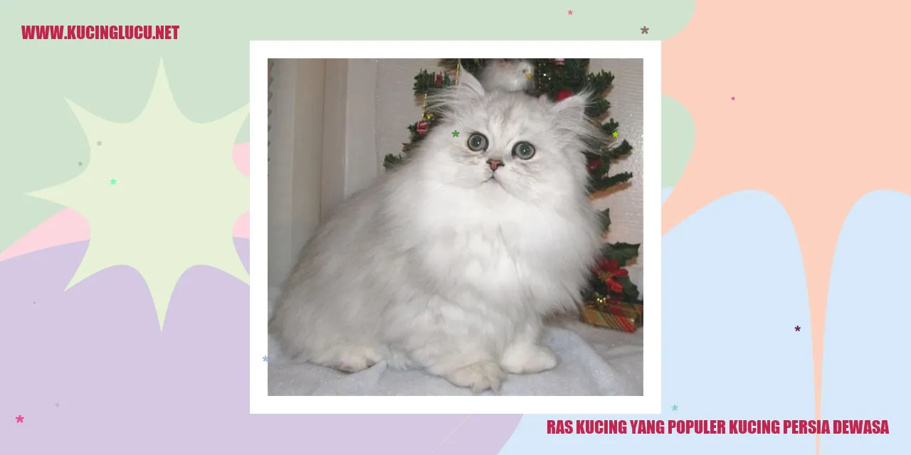 Kucing Persia Dewasa