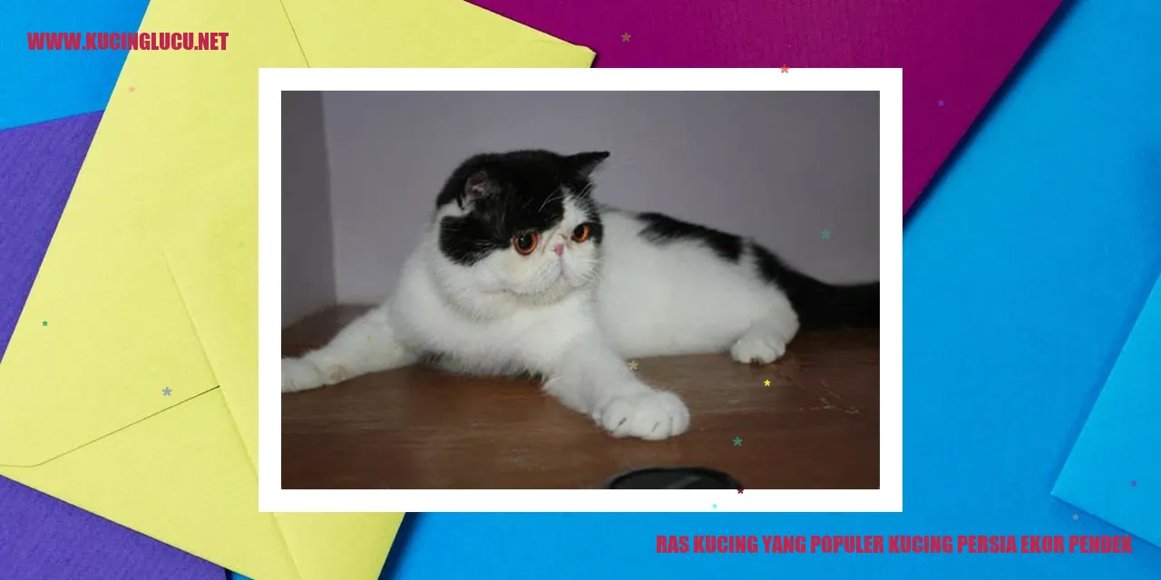 Kucing Persia Ekor Pendek