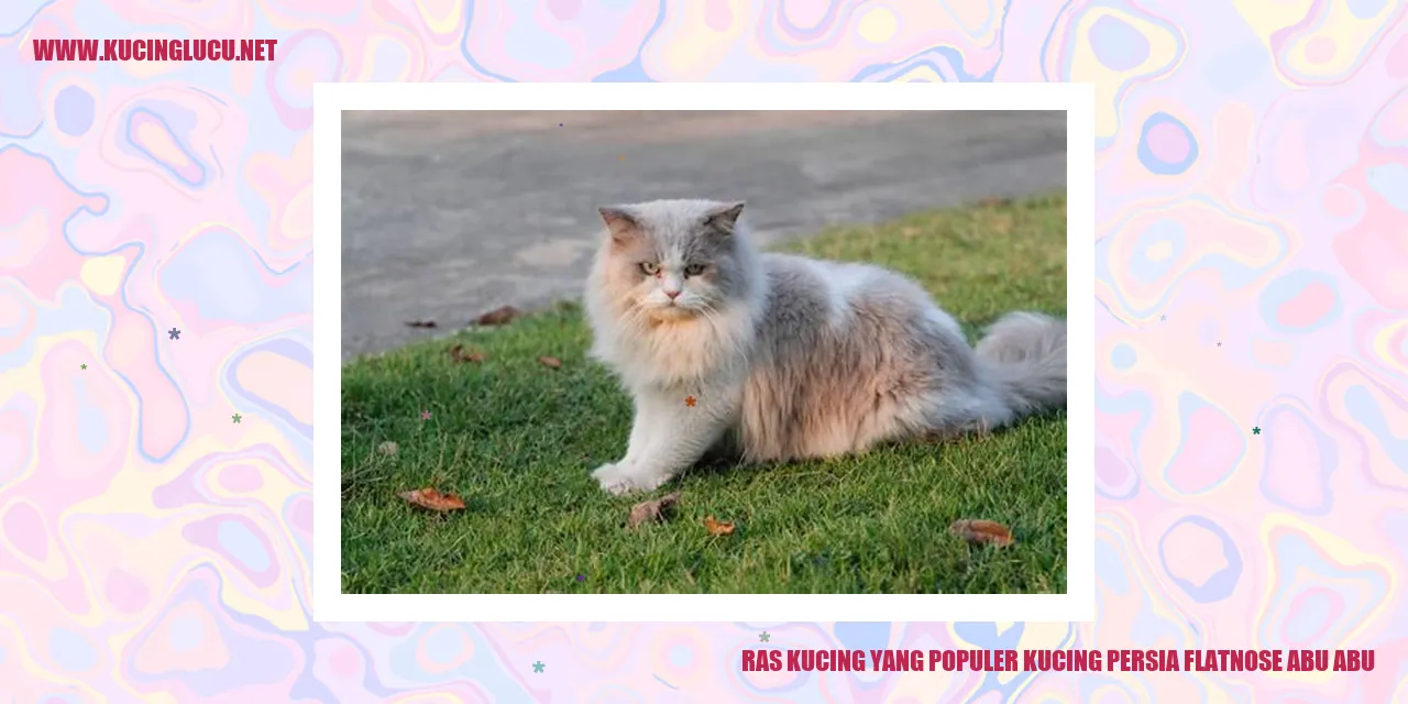 Kucing Persia Flatnose Abu-abu