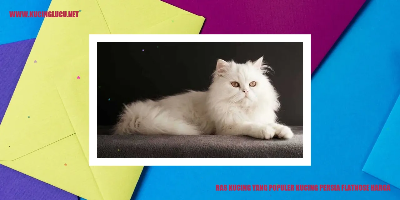 Kucing Persia Flatnose