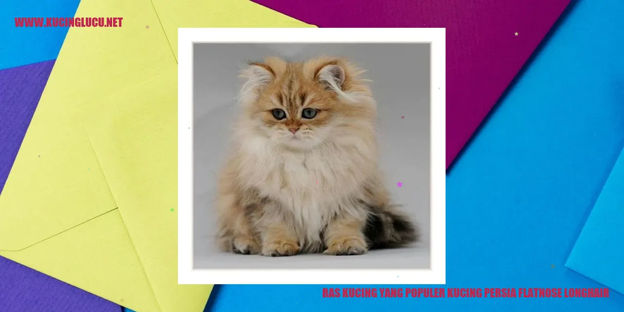 Kucing Persia Flatnose Longhair