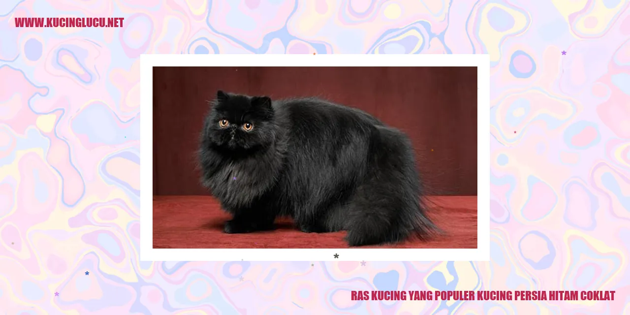 Kucing Persia Hitam Coklat