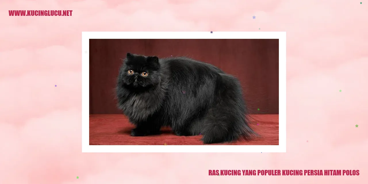 Kucing Persia Hitam Sederhana