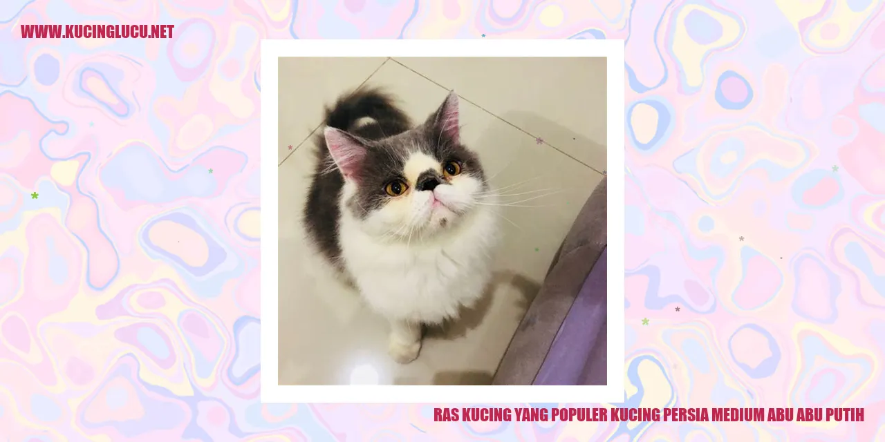 Kucing Persia Medium Abu Abu Putih