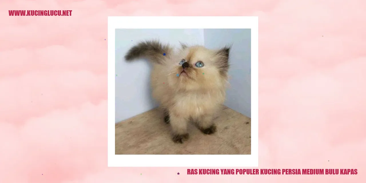Kucing Ras Persia Medium Bulu Kapas