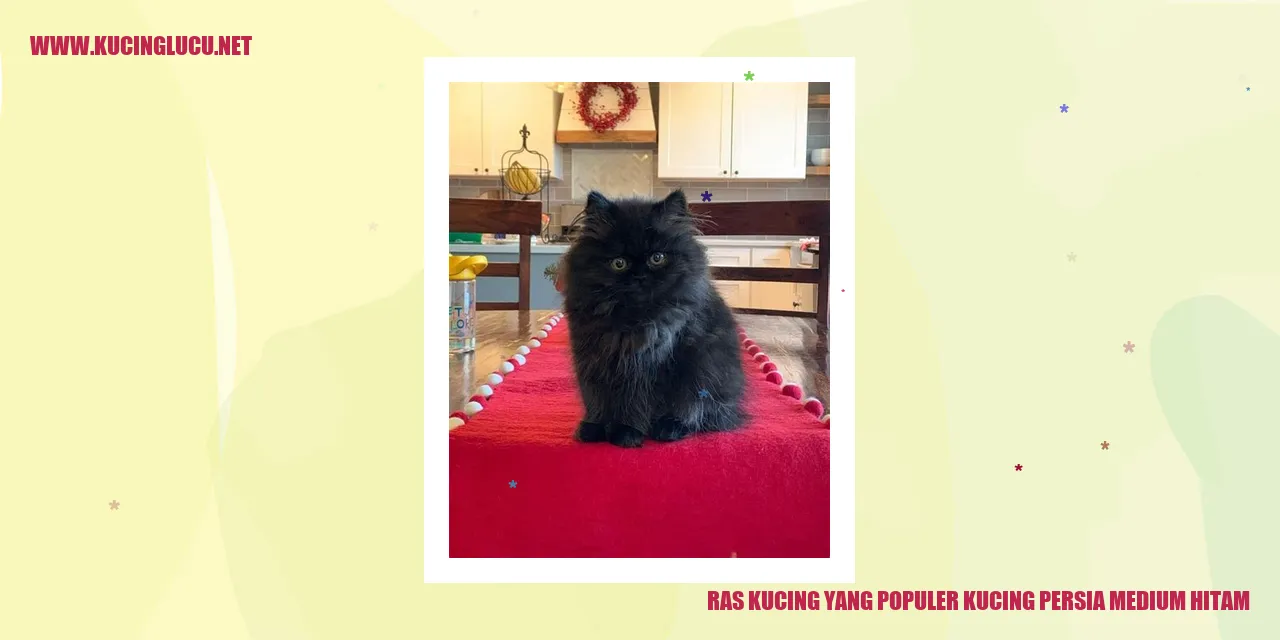 Kucing Persia Medium Hitam