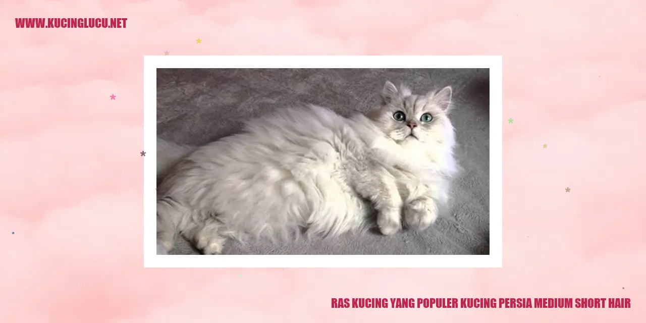 Kucing Persia Medium Short Hair