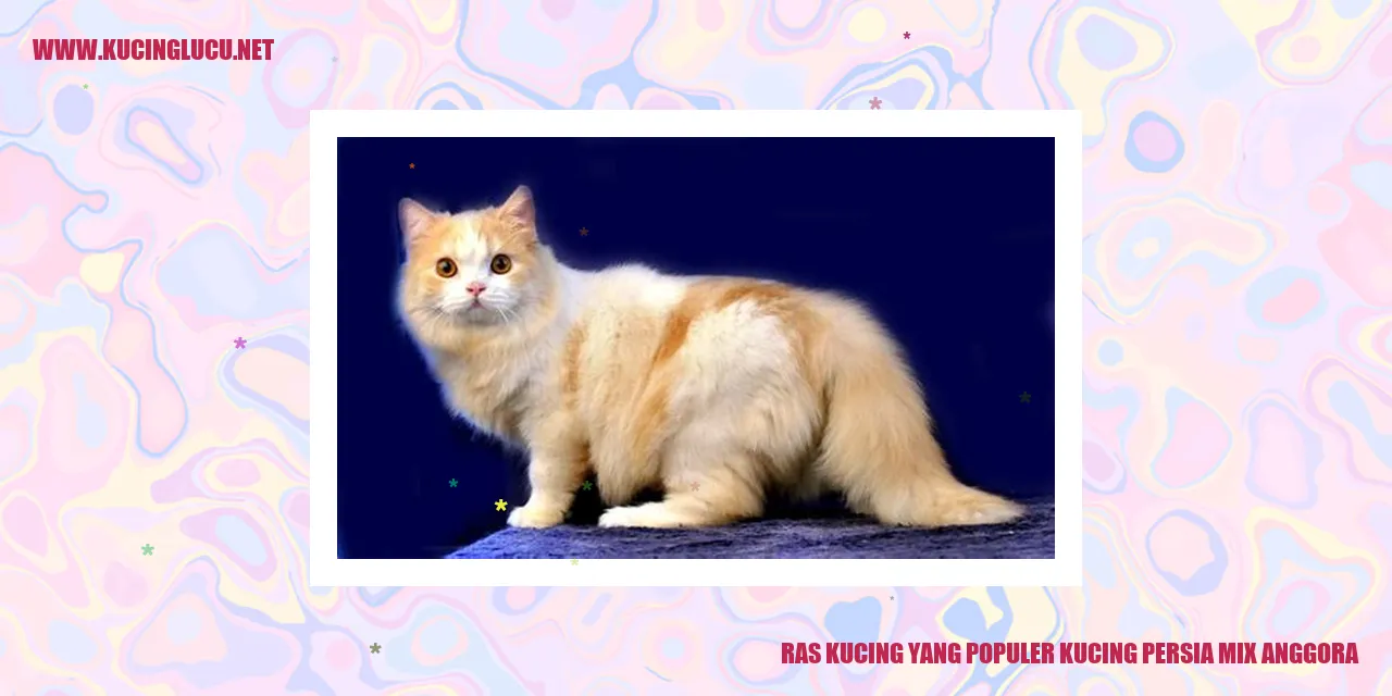 Kucing Persia Mix Anggora yang Menawan