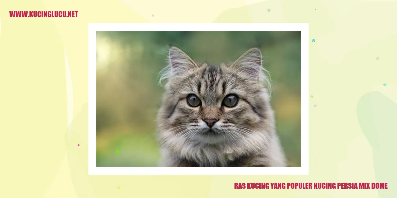 kucing persia mix dome
