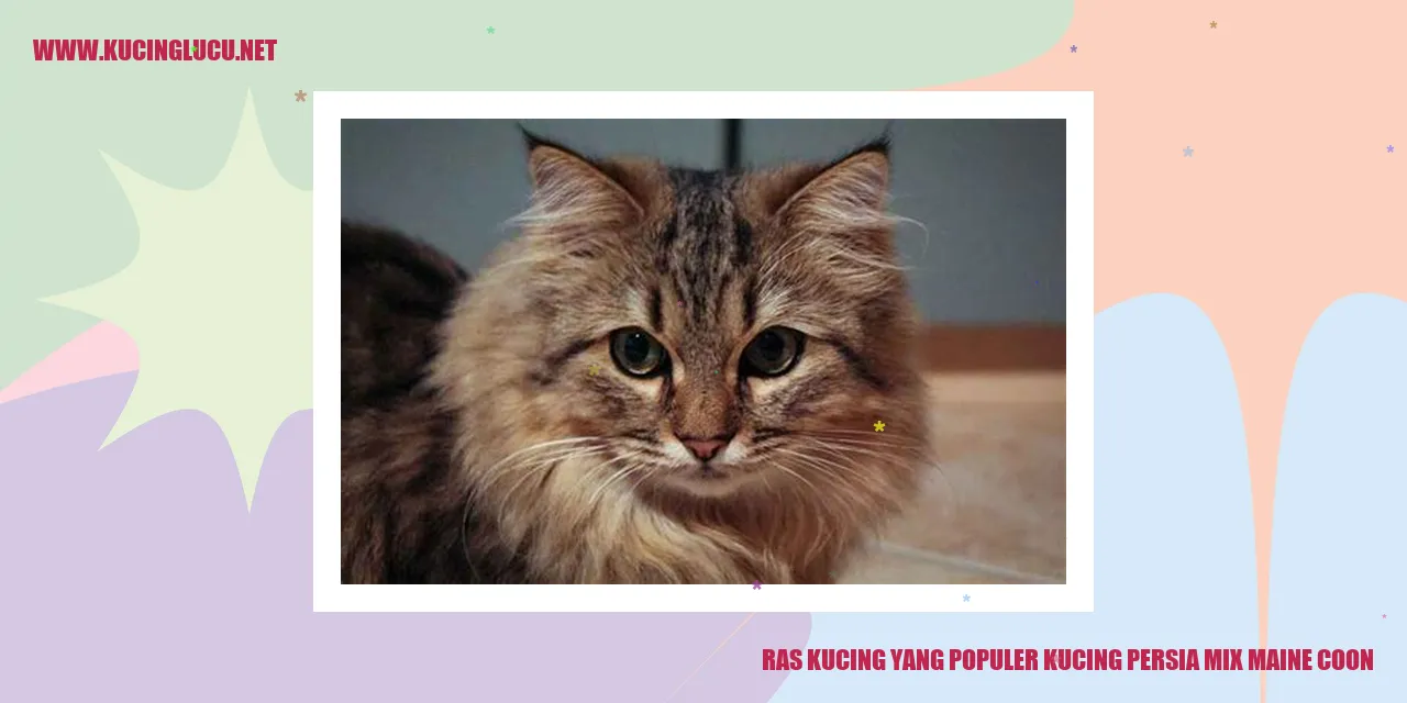 Gambar Kucing Persia Campuran Maine Coon