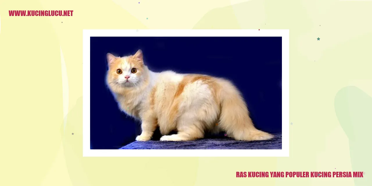 Kucing Persia Mix yang Memukau