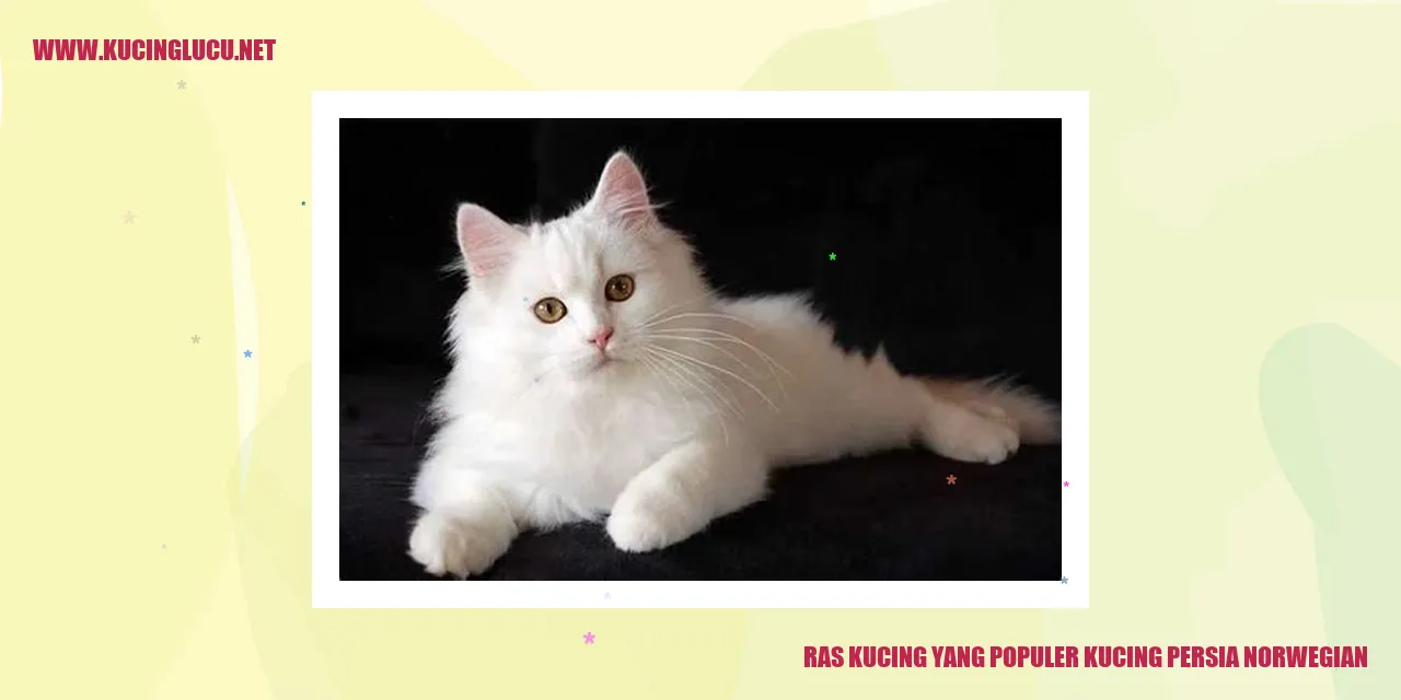 Kucing Persia dan Norwegian