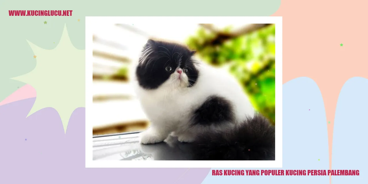 Kucing Persia Palembang