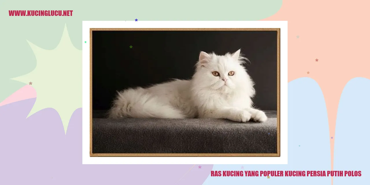 Kucing Persia Putih Polos