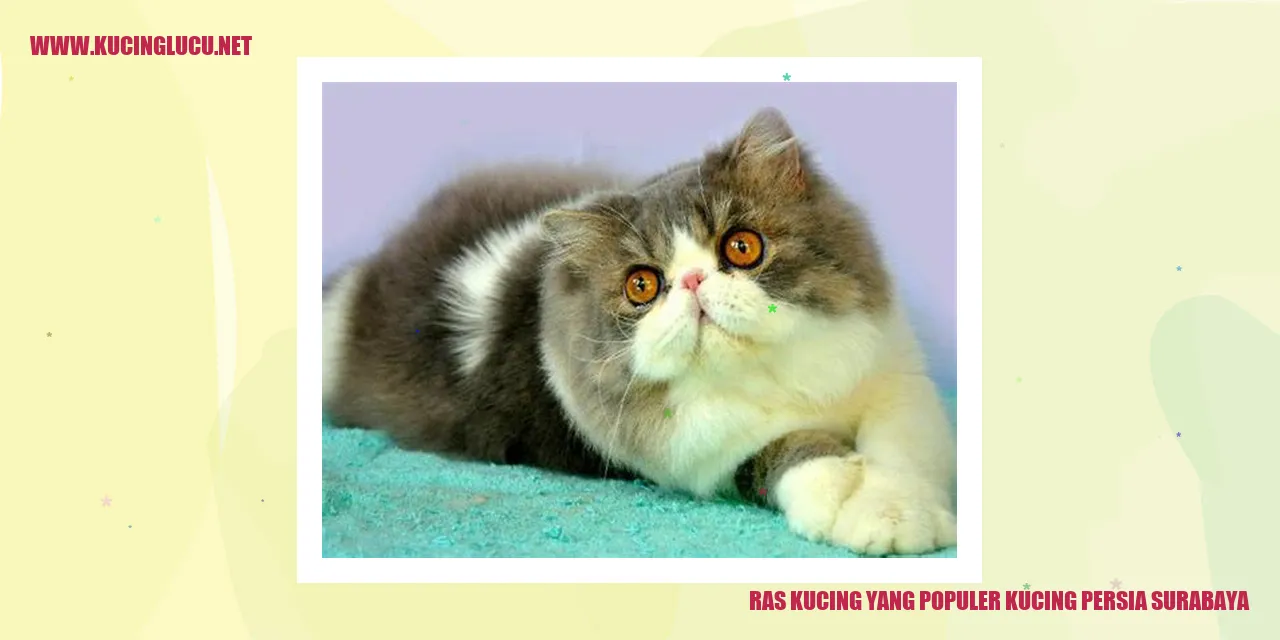 Kucing Persia Surabaya