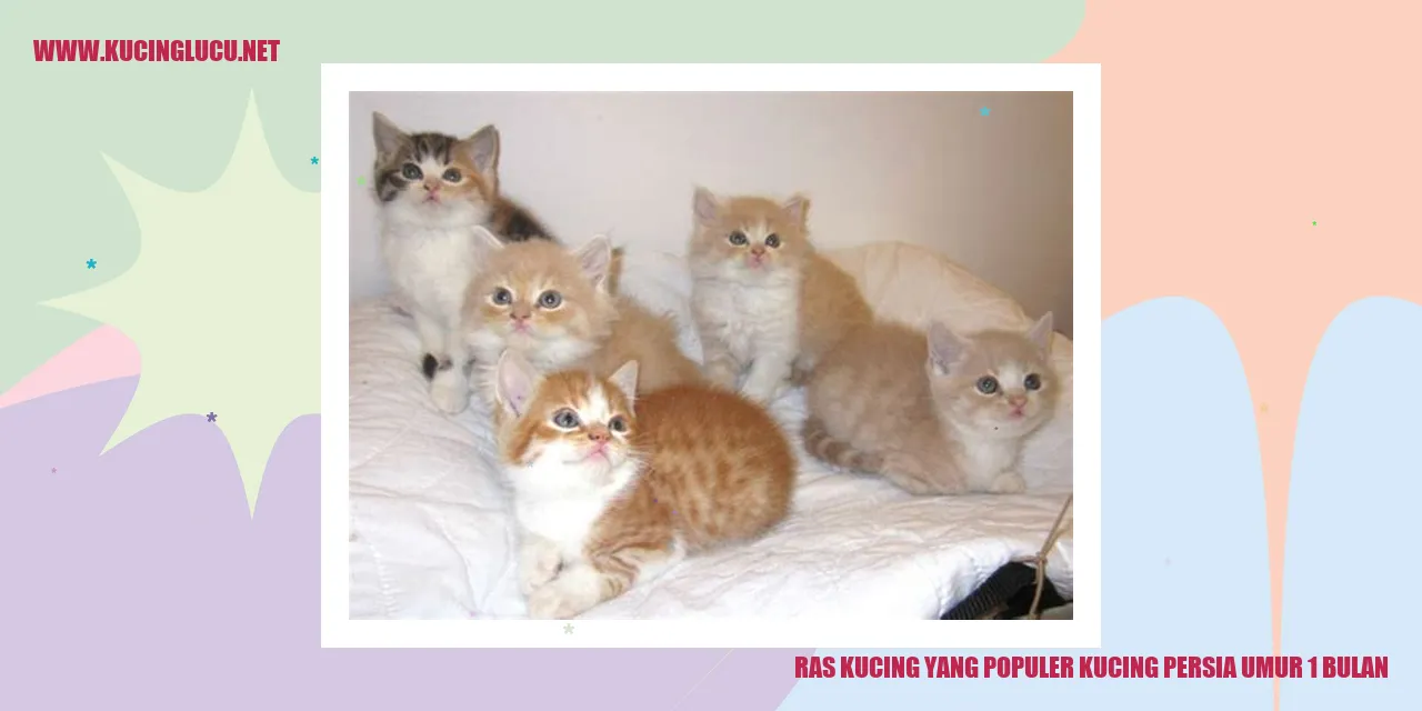 Seekor kucing persia berusia 1 bulan sedang bermain