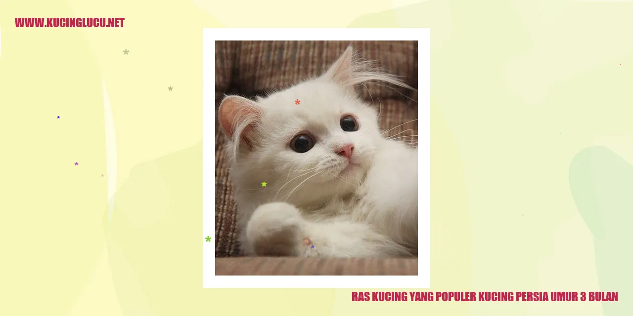 Kucing Persia Umur 3 Bulan
