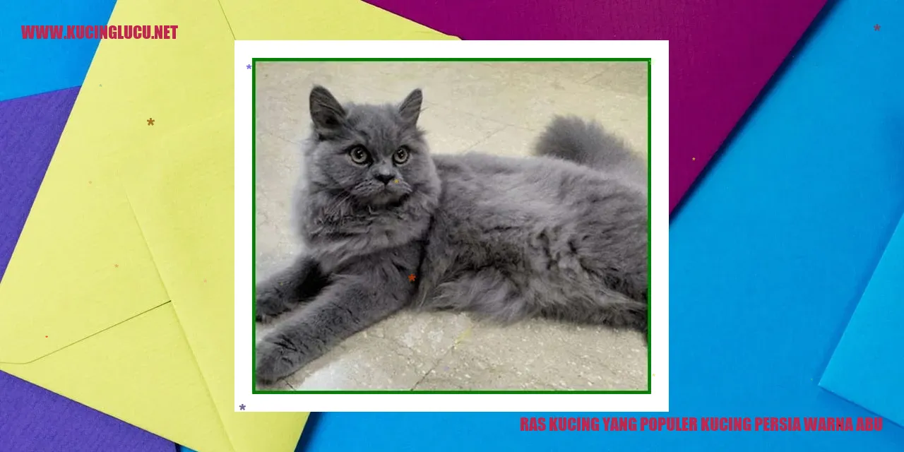 Kucing Persia Warna Abu