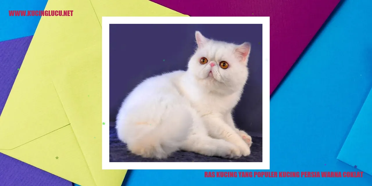 Kucing Persia Warna Coklat
