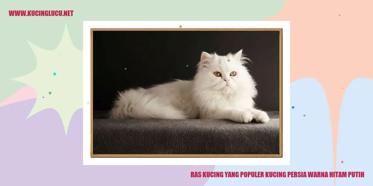 Kucing Persia Warna Hitam Putih