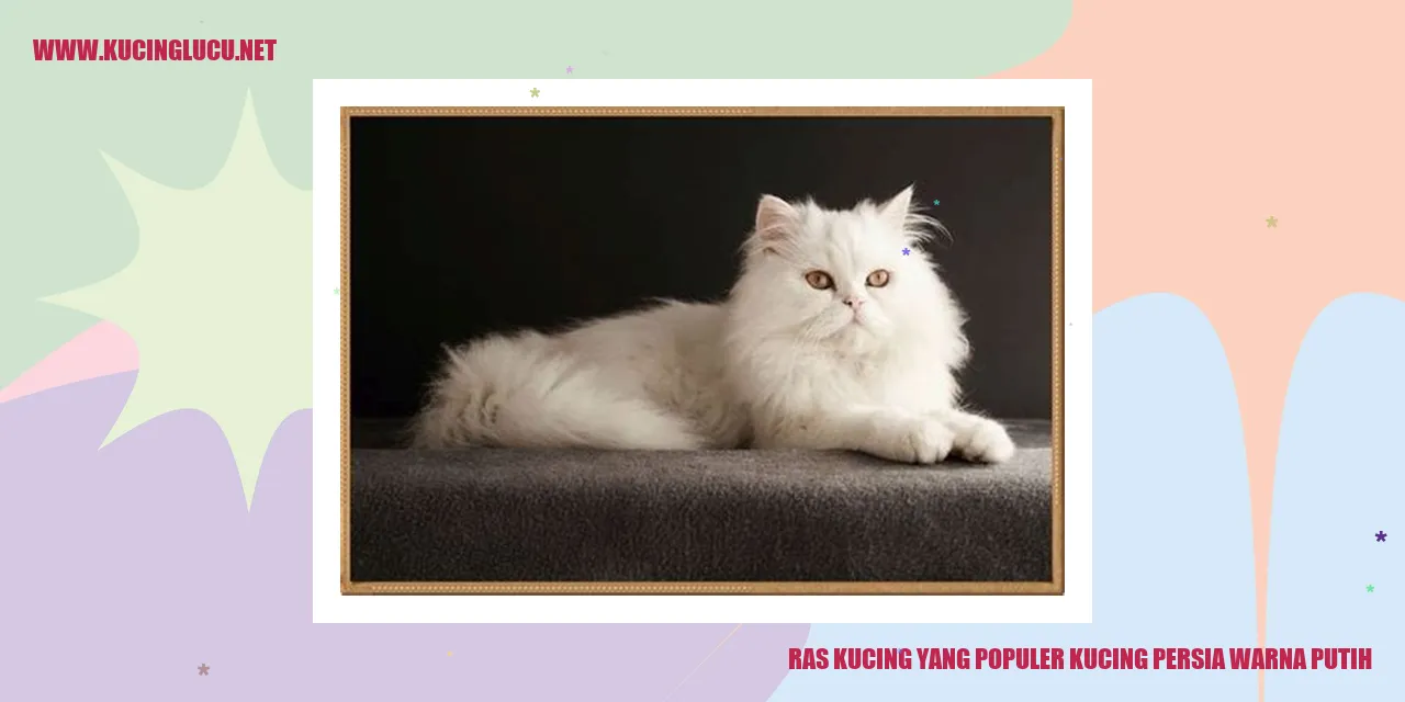 Kucing Persia Warna Putih