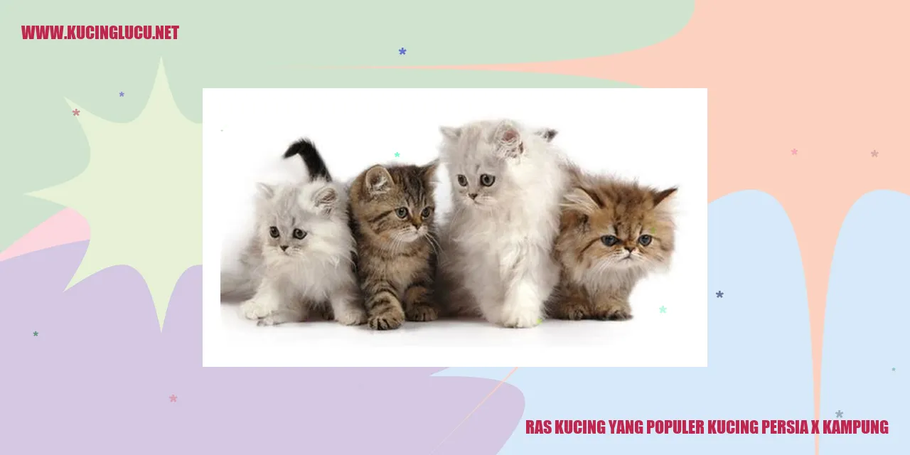 Kucing Persia x Kampung