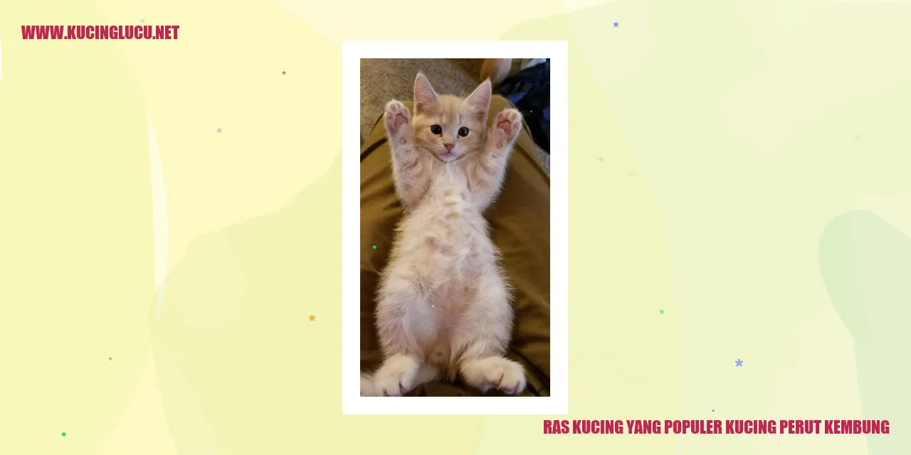 Kucing Perut Kembung