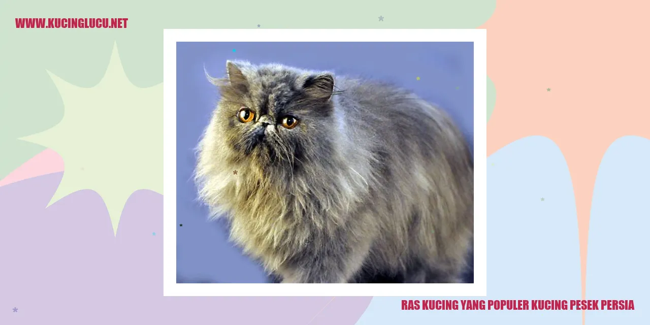 Gambar Kucing Pesek Persia