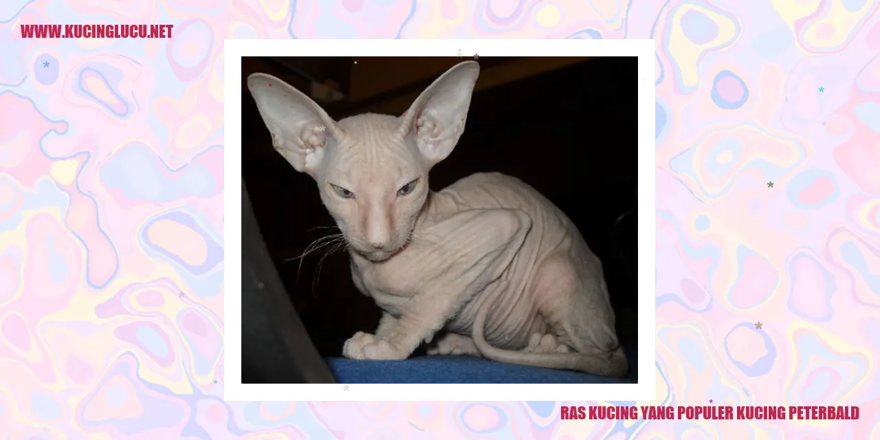 foto kucing Peterbald