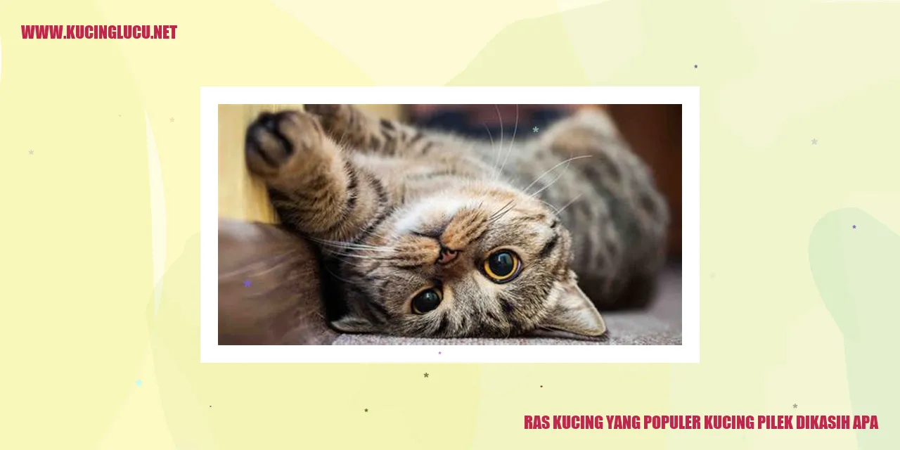 Ras Kucing yang Populer