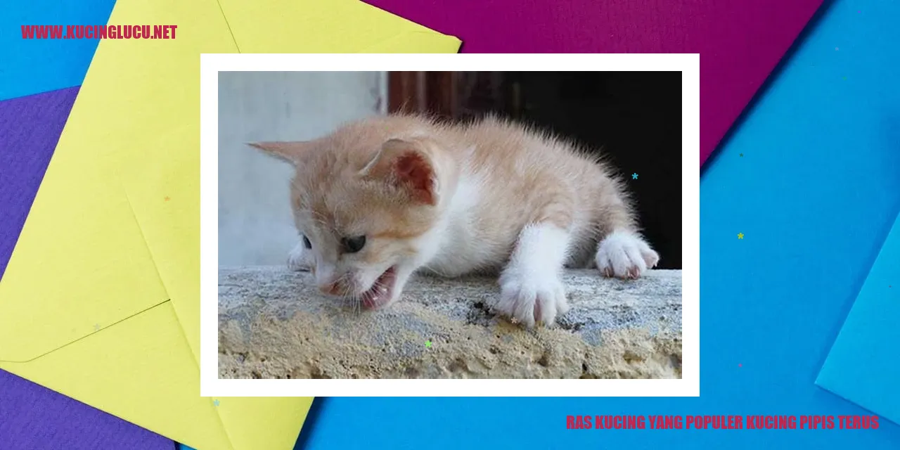 Kucing pipis terus