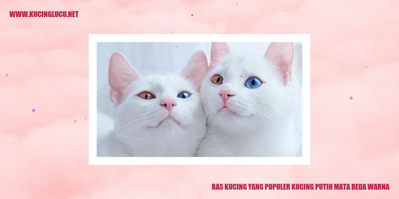 Kucing Putih Mata Beda Warna
