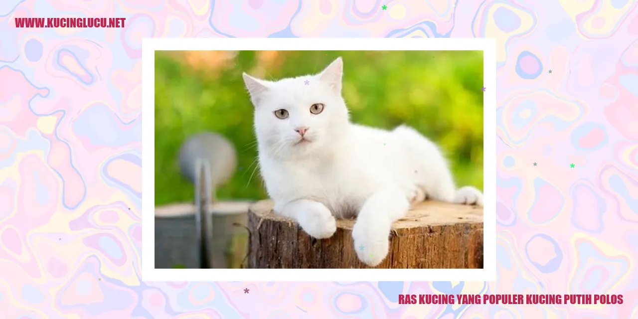 Kucing Putih Murni