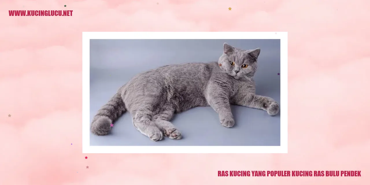Kucing Ras Bulu Pendek