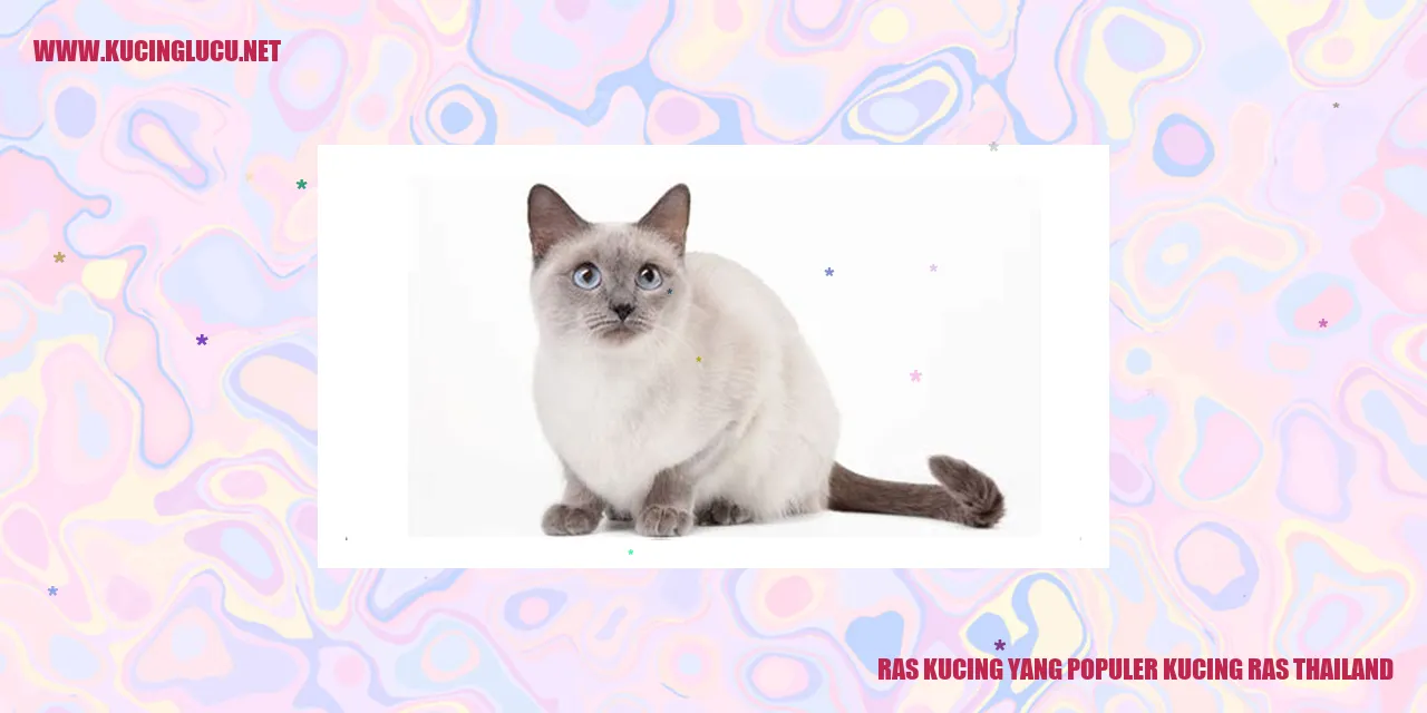 Kucing Thai yang Menawan