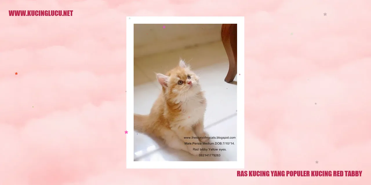 Gambar Kucing Red Tabby