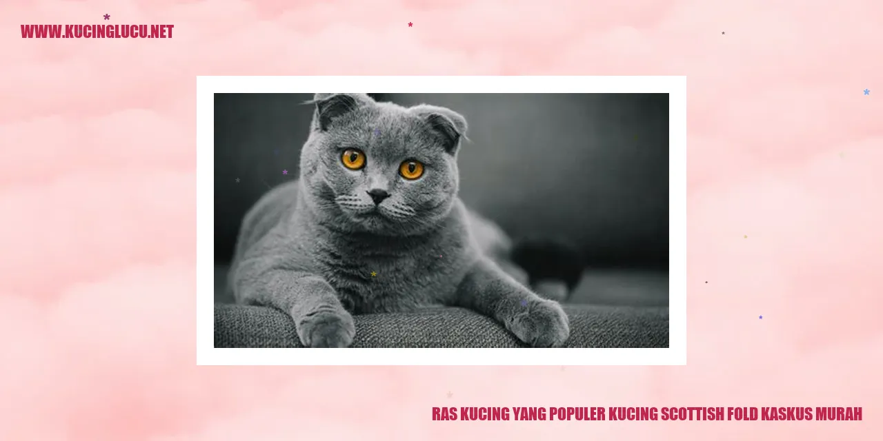 Kucing Scottish Fold