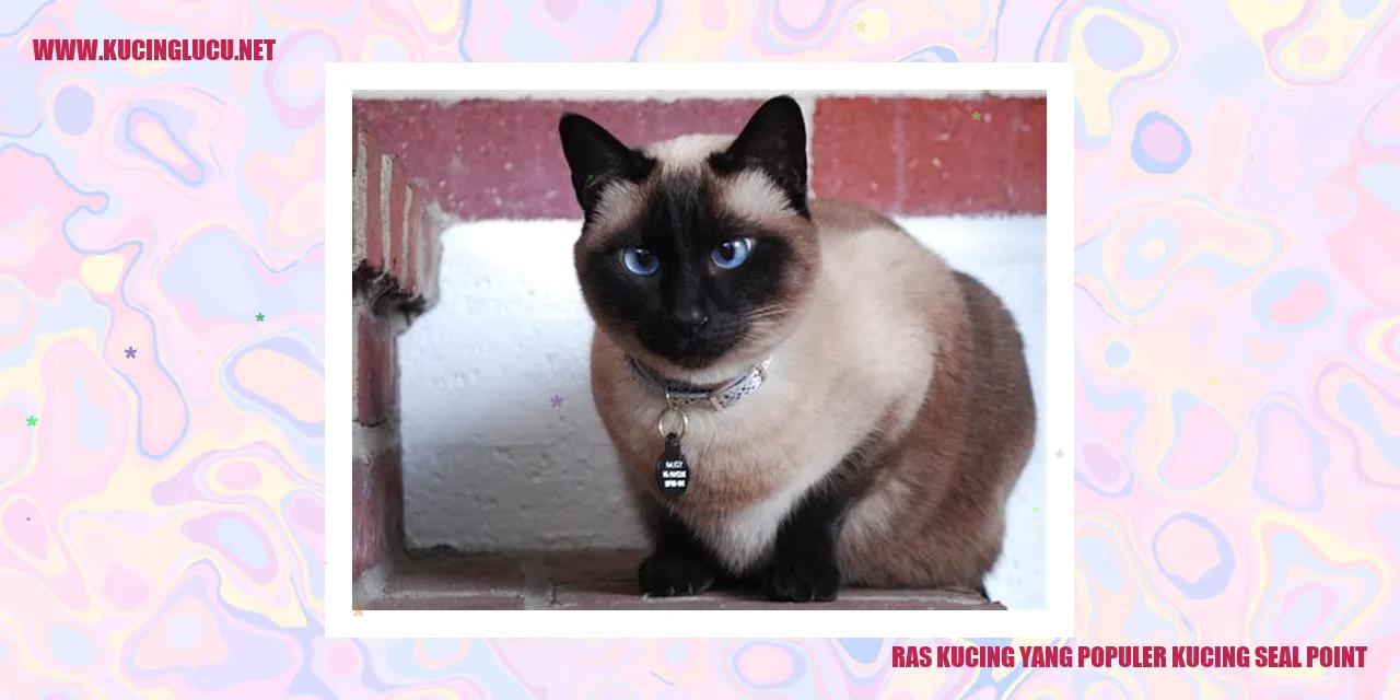 Kucing Seal Point