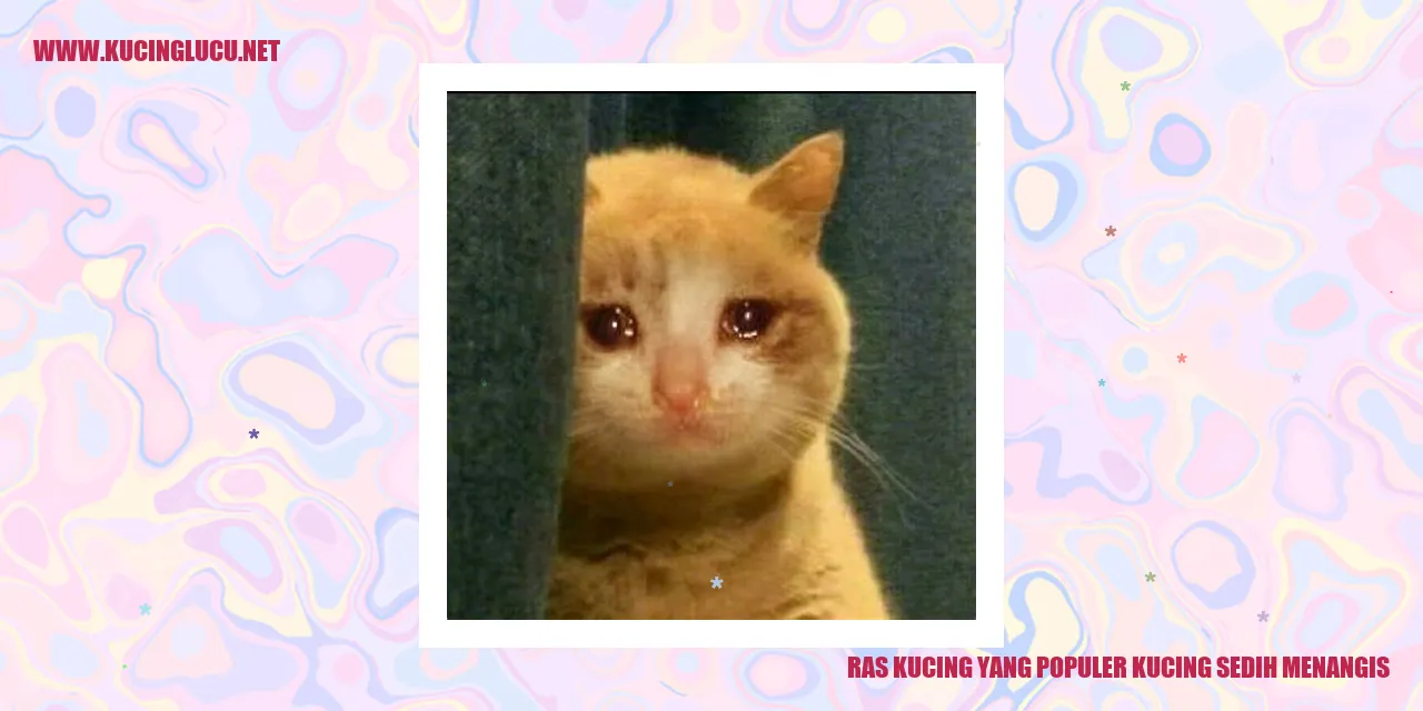 Kucing yang merasa sedih